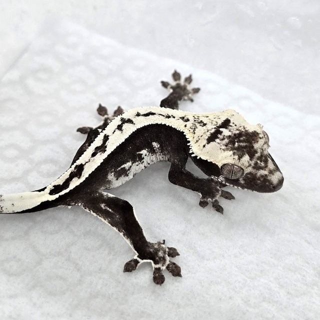 Axanthic
