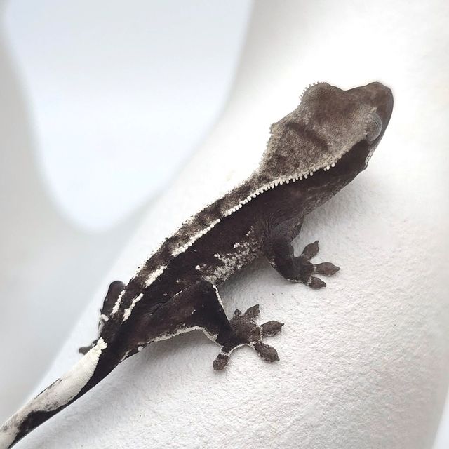아잔틱