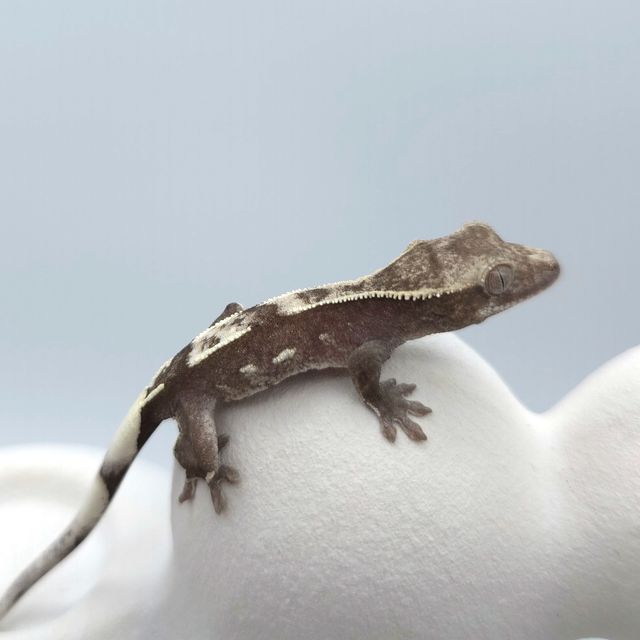 아잔틱