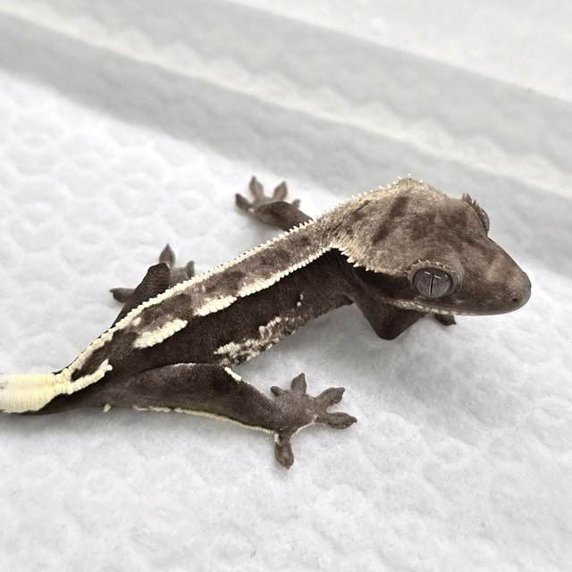 Axanthic