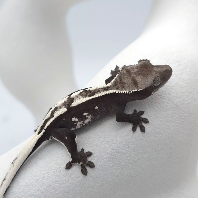 아잔틱