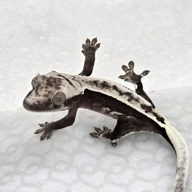 Axanthic