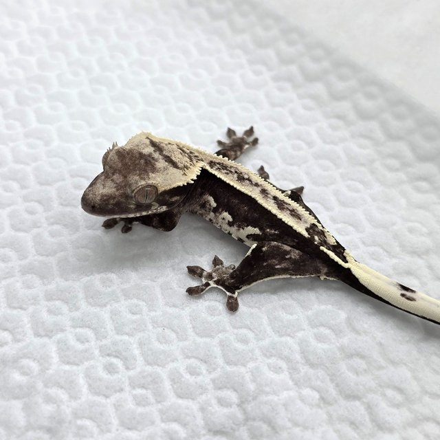 Axanthic