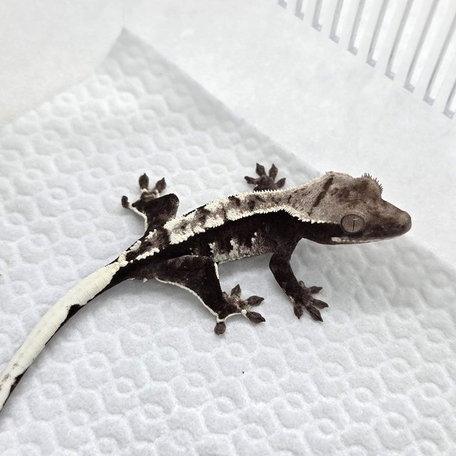 Axanthic