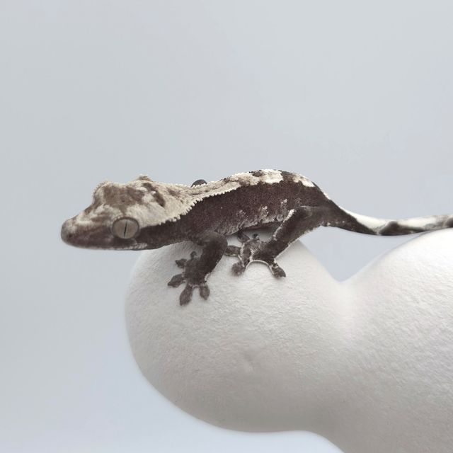 아잔틱