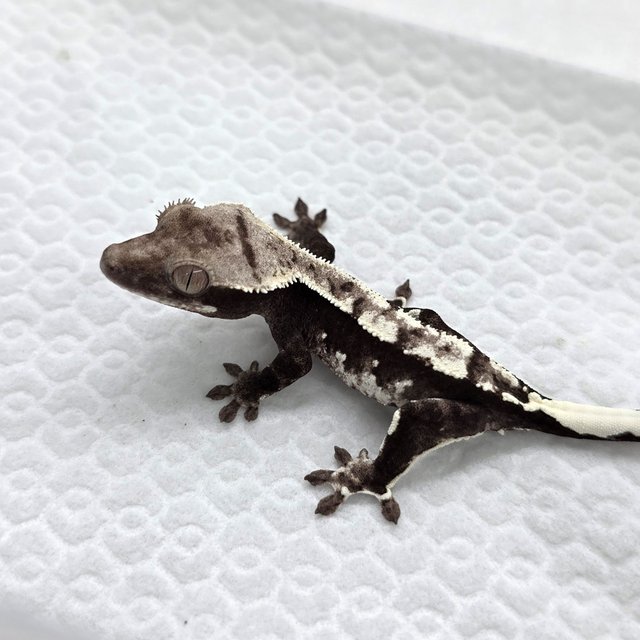Axanthic