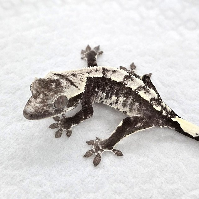 Axanthic