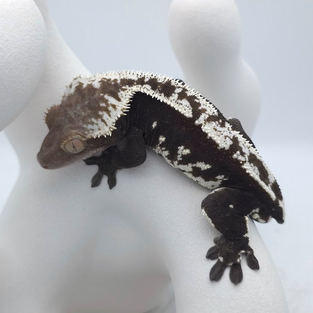 Axanthic