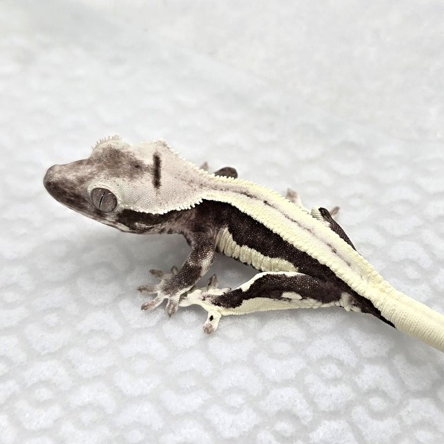 Lilly Axanthic