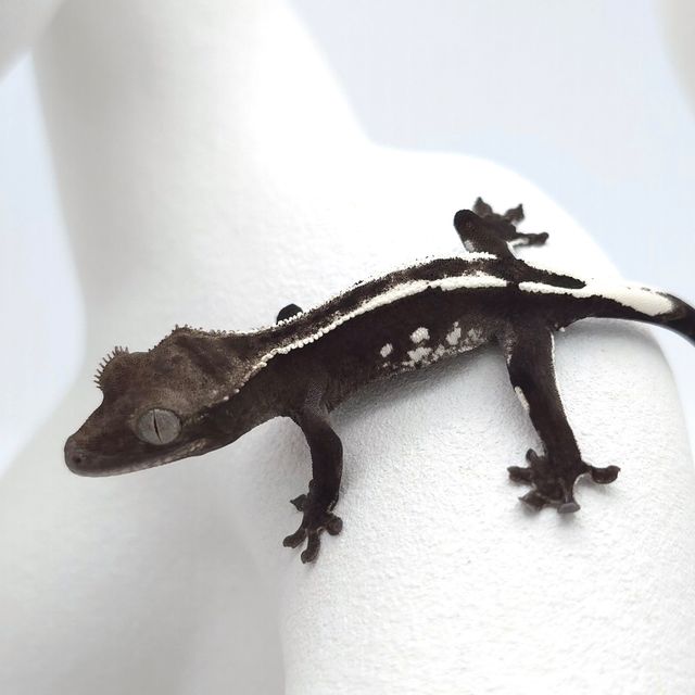 아잔틱