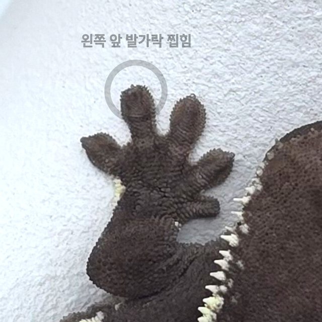릴잔틱