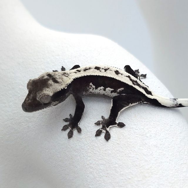 아잔틱