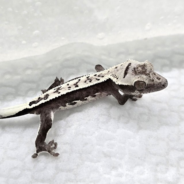 Axanthic