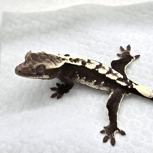 Axanthic