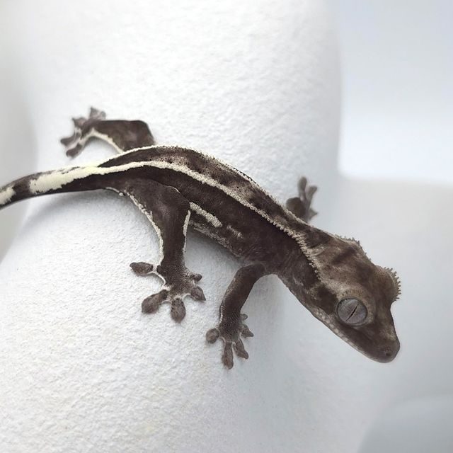 아잔틱