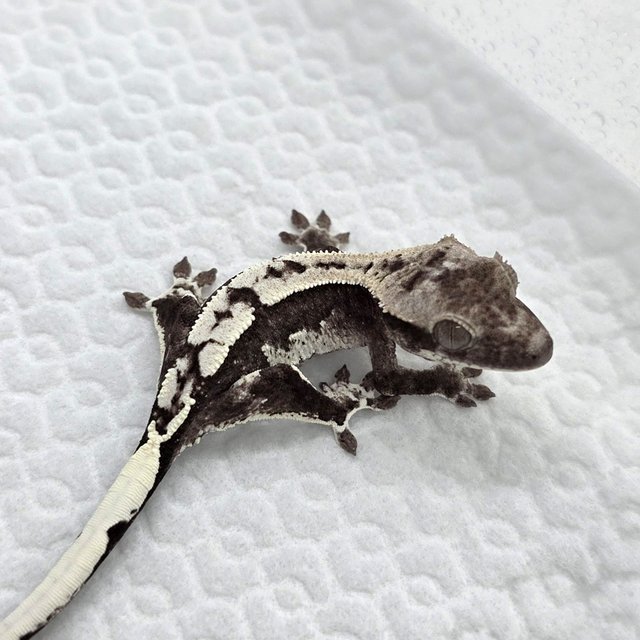 Axanthic