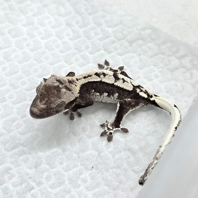 Axanthic