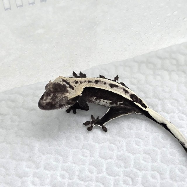 Axanthic