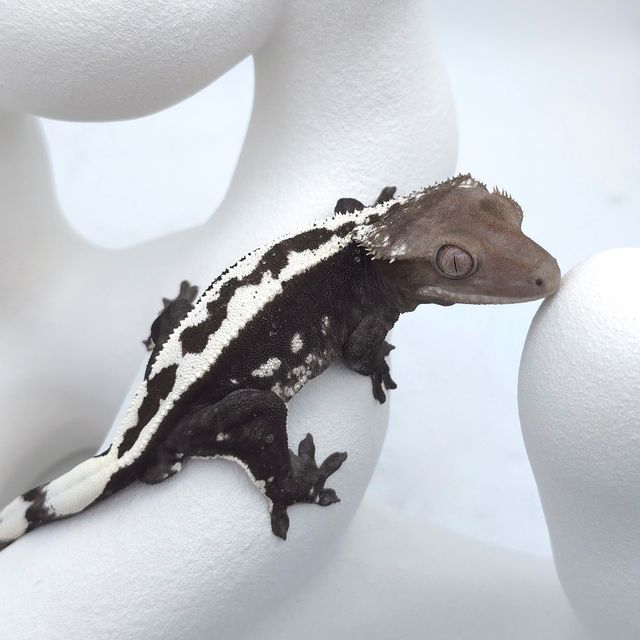 아잔틱