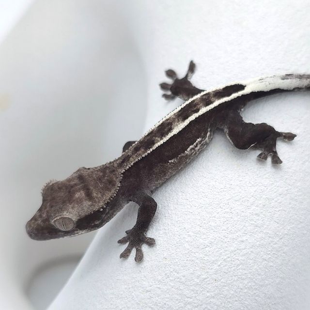 아잔틱