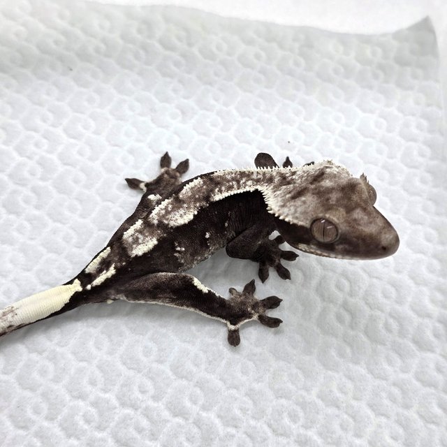 Axanthic