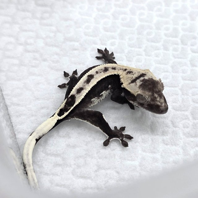 Axanthic