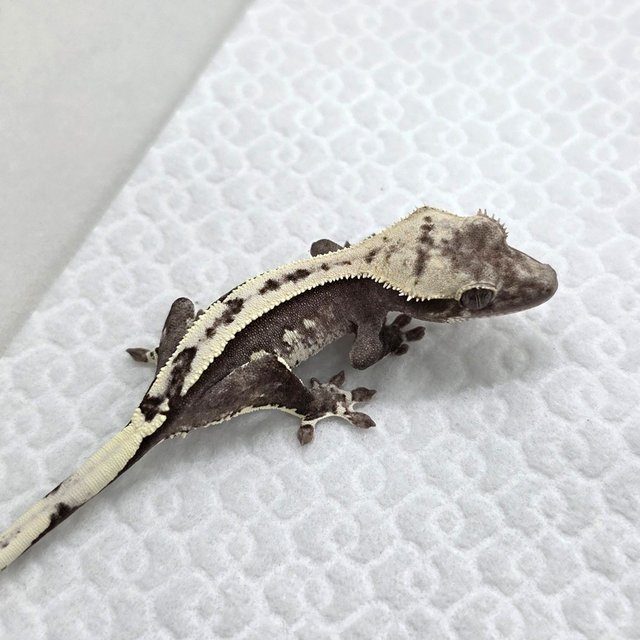 Axanthic