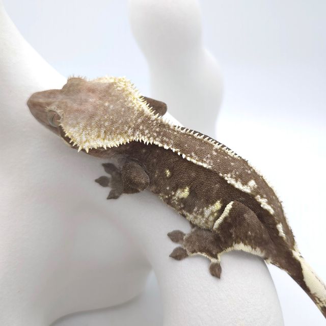 아잔틱