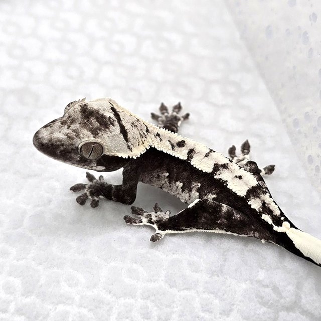 Axanthic