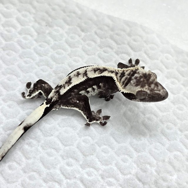 Axanthic