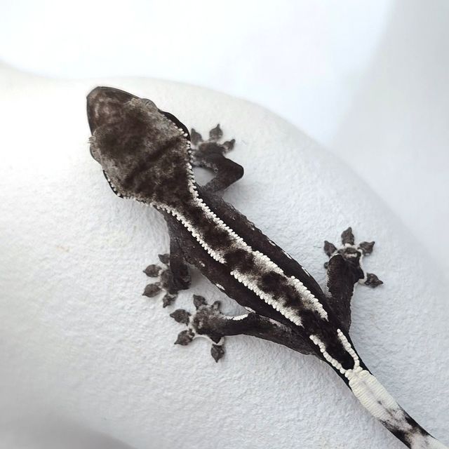아잔틱