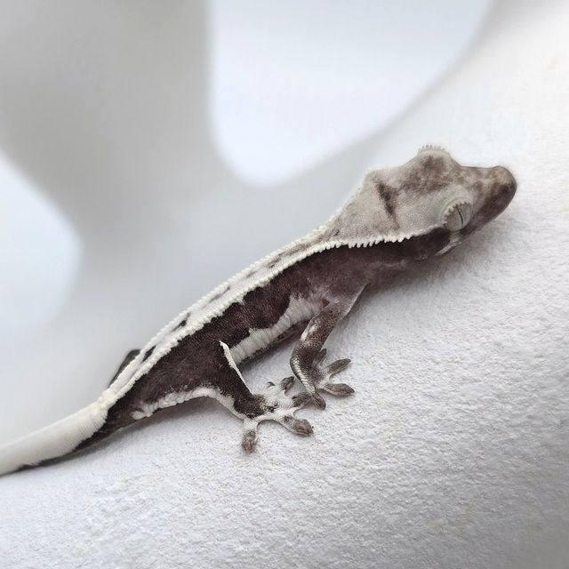 릴잔틱