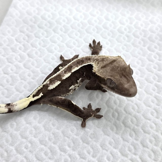 Axanthic