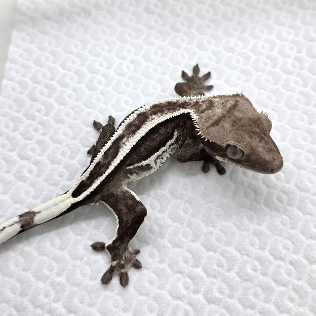 Axanthic