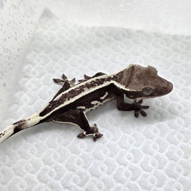 Axanthic
