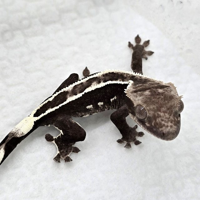 Axanthic