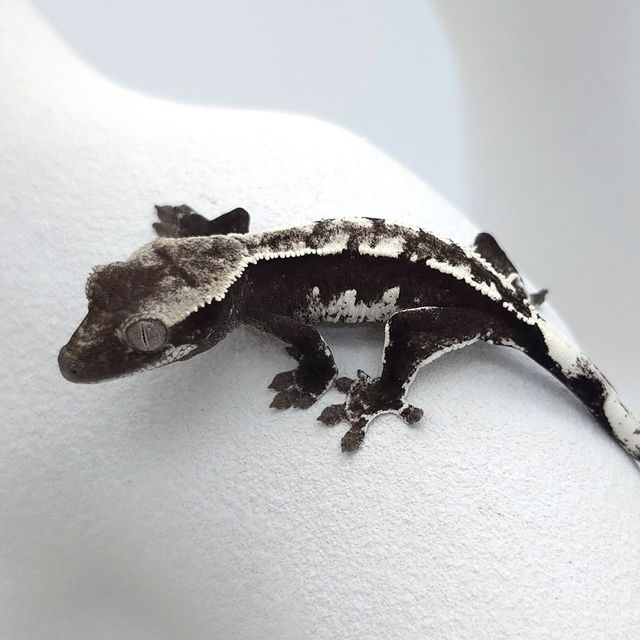 아잔틱