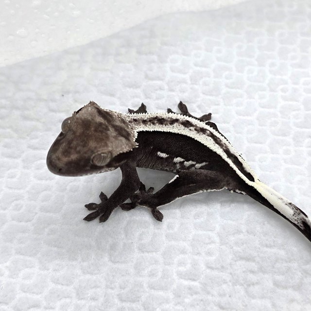 Axanthic
