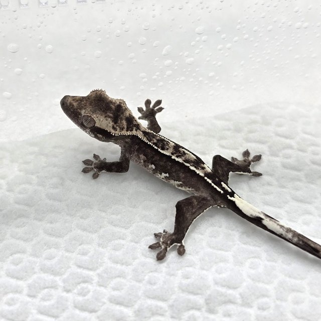 Axanthic