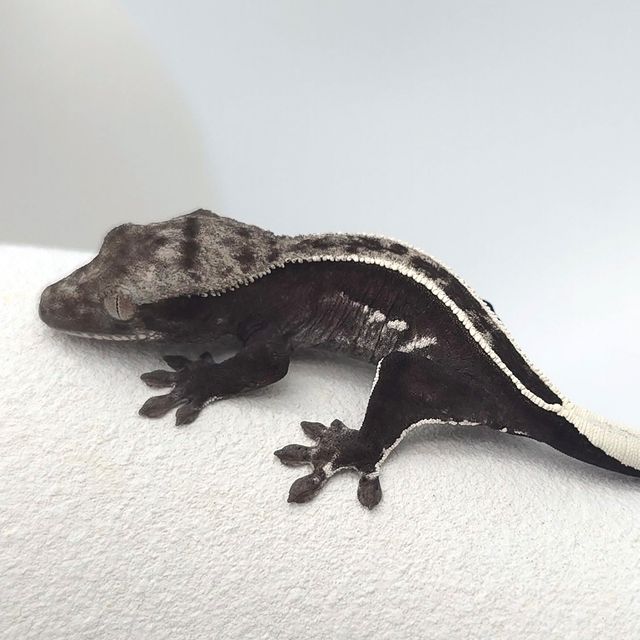 아잔틱