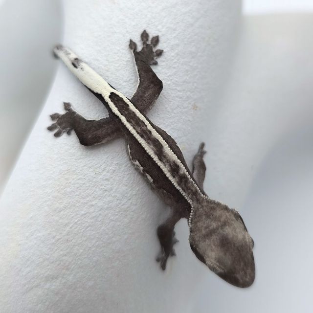 아잔틱