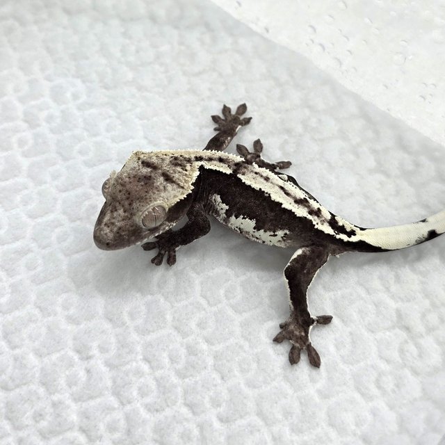 Axanthic
