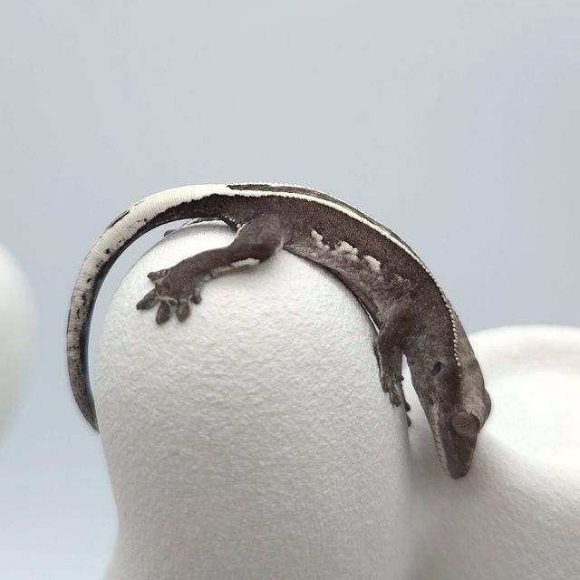 아잔틱