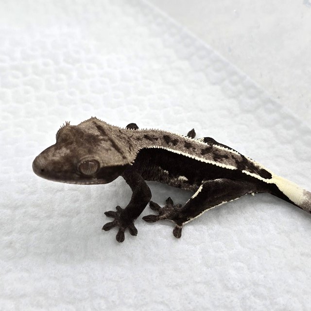 Axanthic