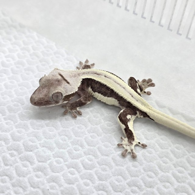 Lilly Axanthic
