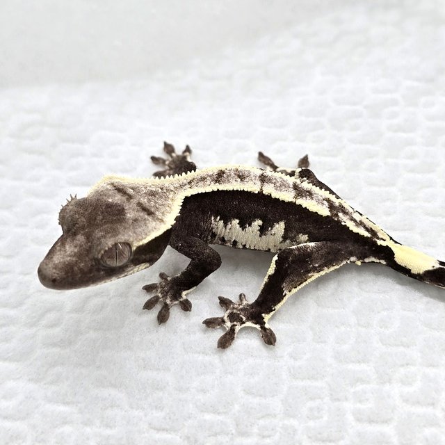 Axanthic