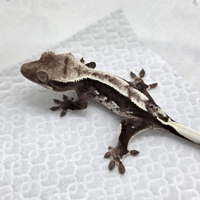 Axanthic