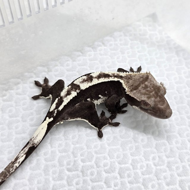 Axanthic