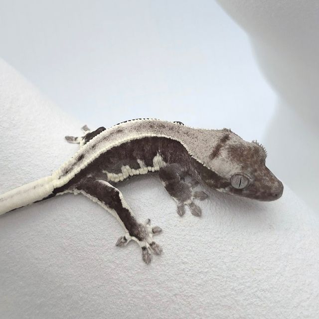 릴잔틱