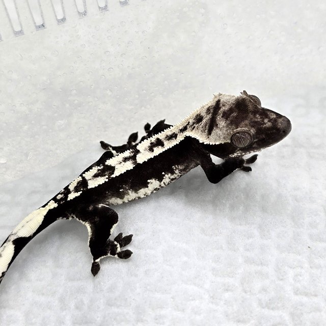 Axanthic